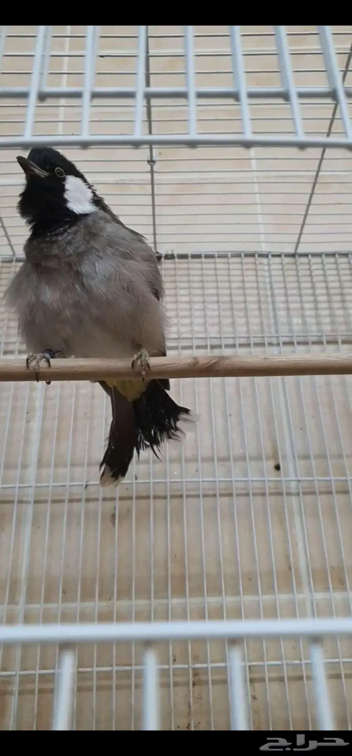 للبيع بلبول حساوي 1