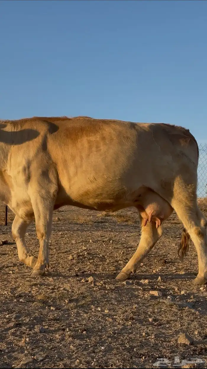 بقره سويسريه رباع دافع قروب 3