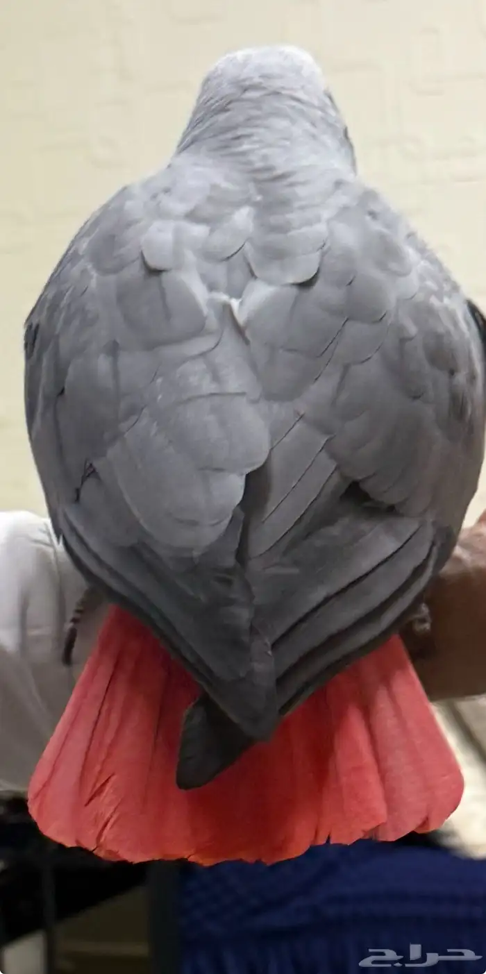 كاسكو أفريقي جامبو أليف وبحر كلام تبارك الرحمن 10