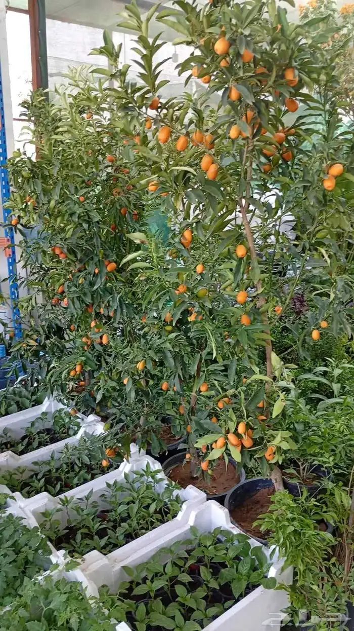 برتقال ابو صره برتقال يوسفي ليمو ابو زهيره ترنج احجام كبير 8