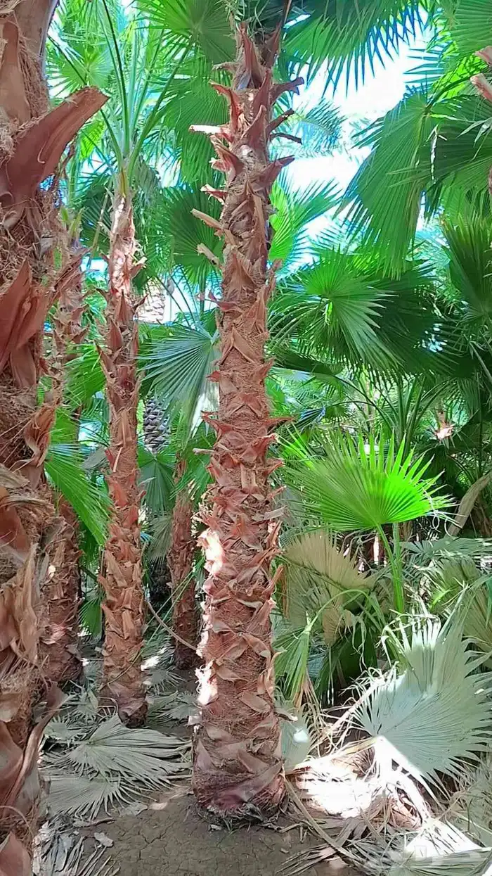 نخل واشنطني زينه جميع المقاسات وتنسيق الحدايق وقص الشجار وتك 3