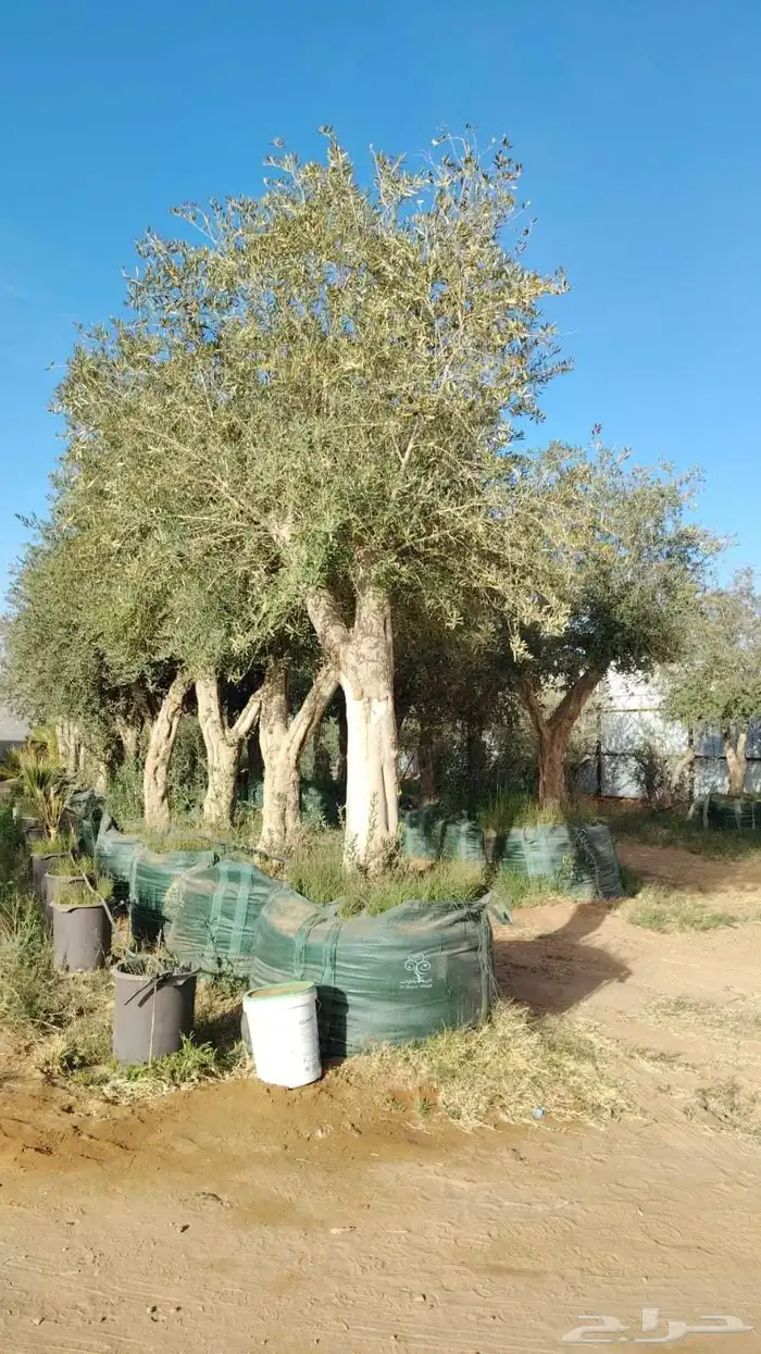 أشجار زينه زيتون 2