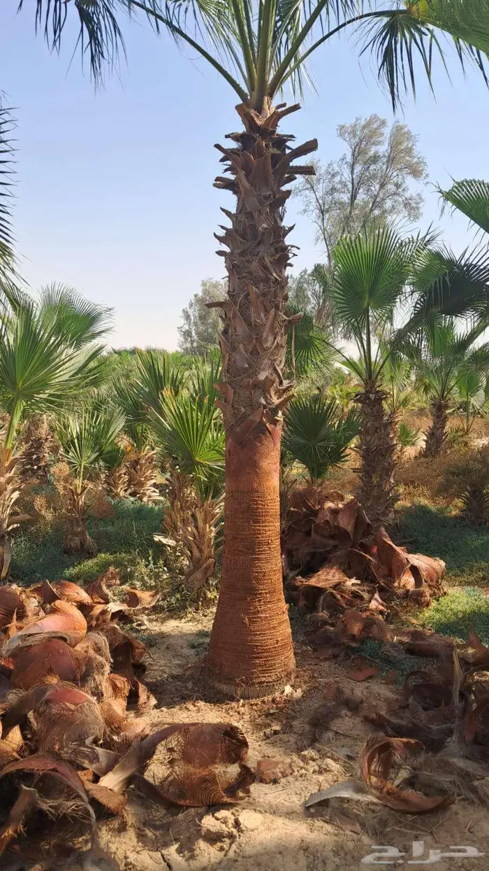 نخل واشنطني للبيع 1