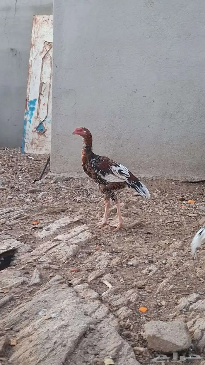 ديوك ثلاثه باكستانيه 0