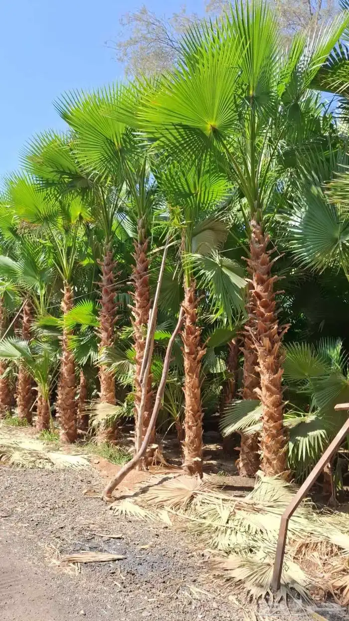 نخل واشنطني زينه جميع المقاسات وتنسيق الحدايق وقص الشجار وتك 1