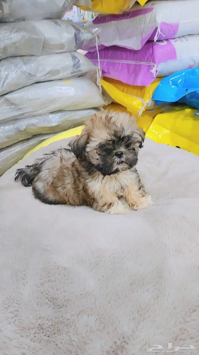 كلب مالتيبو تي كب للبيع 1