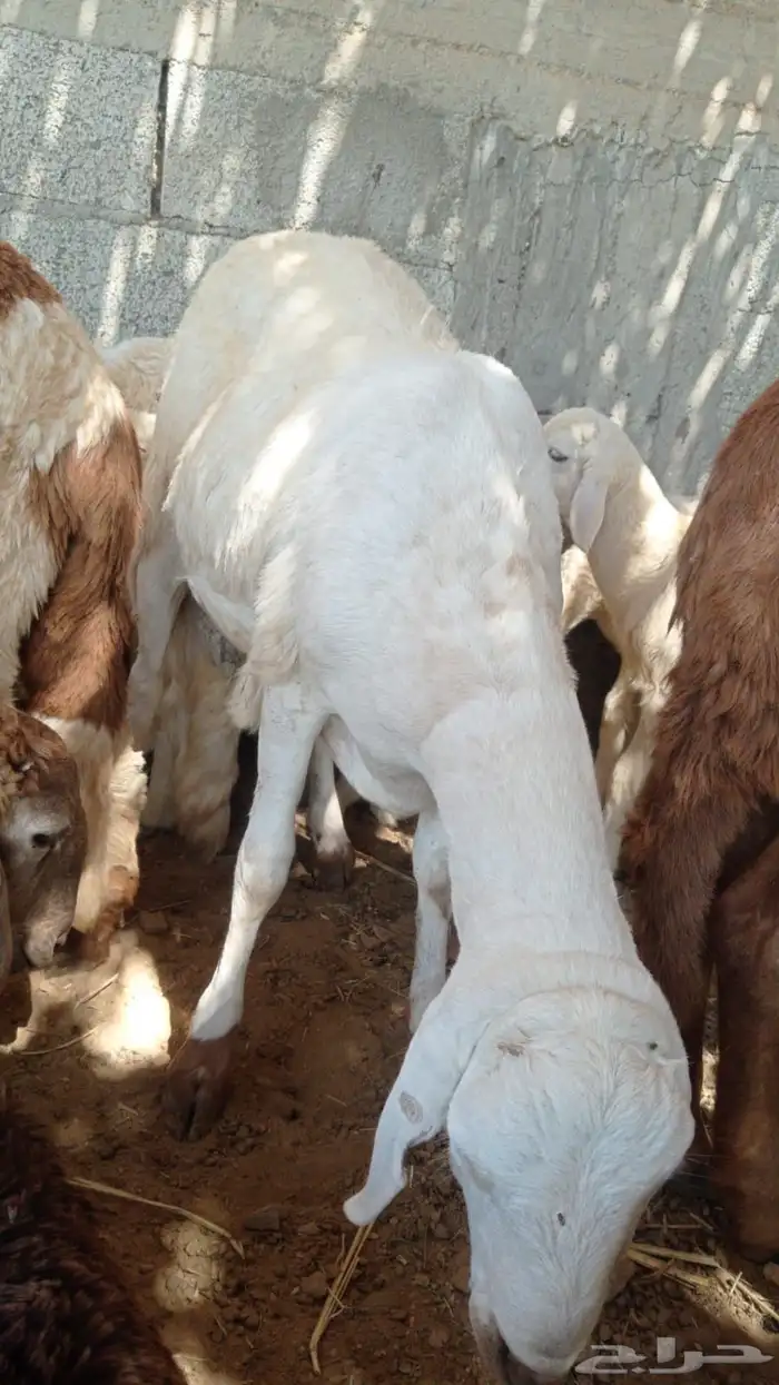 طليان سواكن نظيفه ومشروطه 2