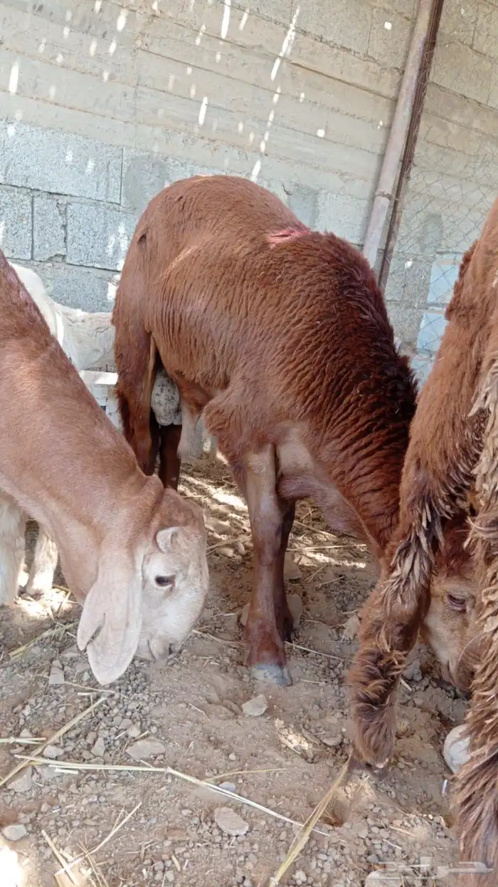 طليان سواكن نظيفه ومشروطه 3