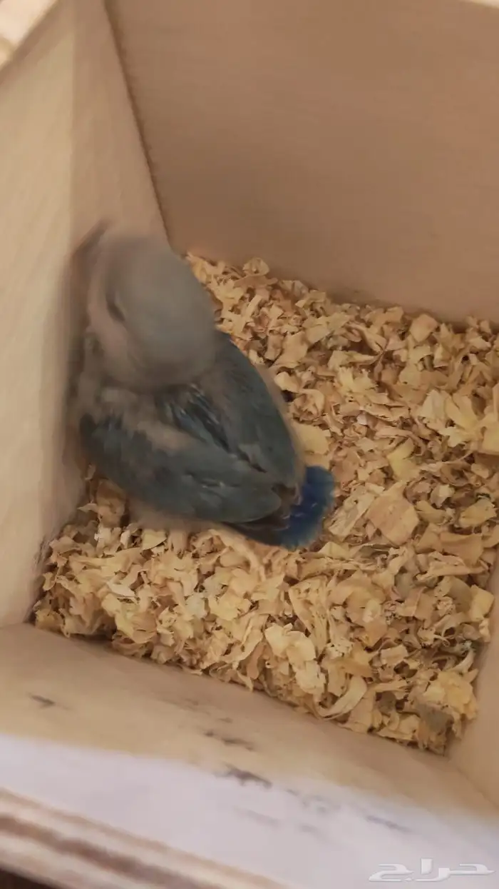 استقبال طيور للتبني 6