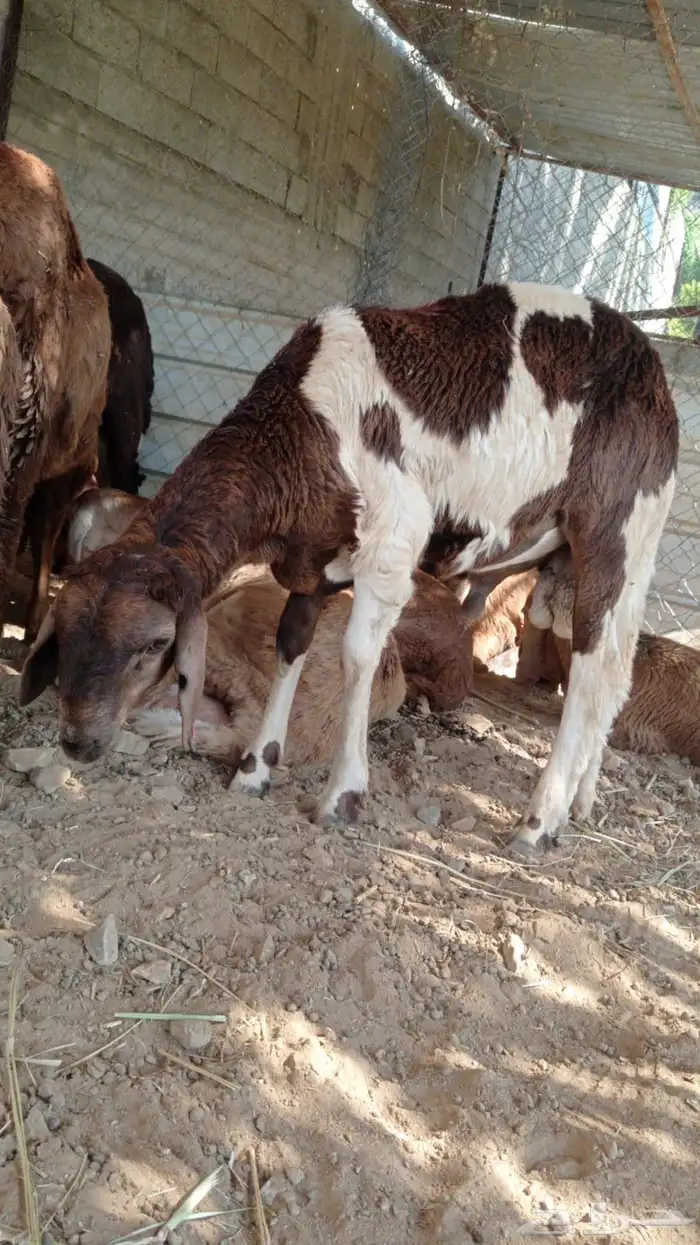 طليان سواكن نظيفه ومشروطه 0