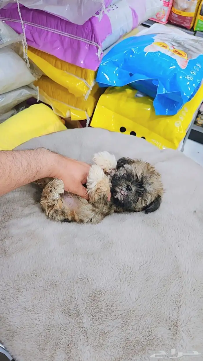 كلب مالتيبو تي كب للبيع 2