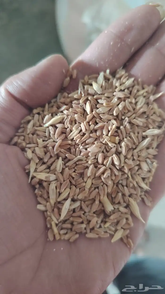 متوفر حب بر وزن 40 كيلو 0