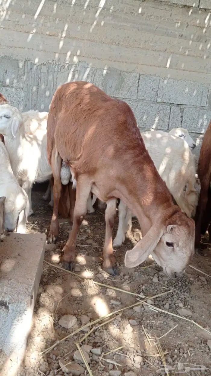 طليان سواكن نظيفه ومشروطه 4