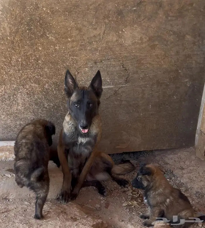 جراء مالينو 1