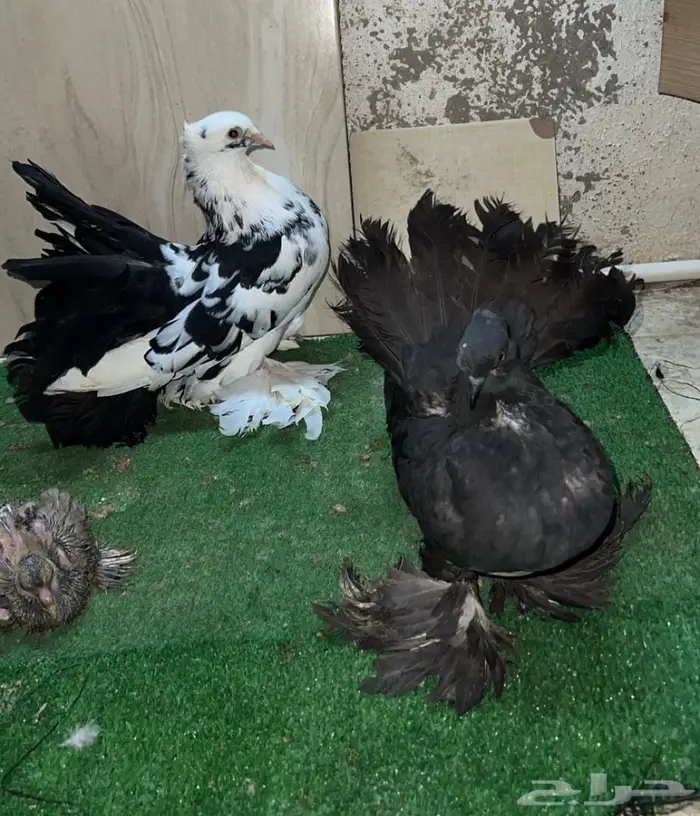 زوج رقاص هندي معاه فرخين 3