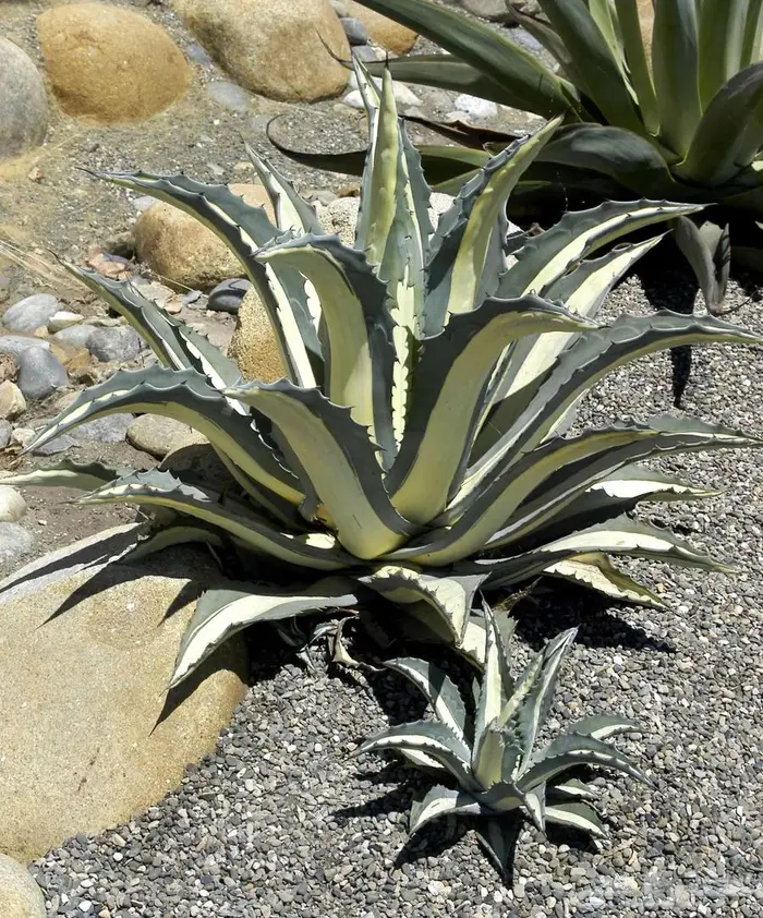 صبار طبيعي فاخر بأشكال نادرة لتزيين الحدائق والمنزل 8