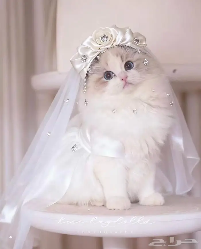 اريد مثل المعروض بالصور ابحث عن قطة راغدول 0