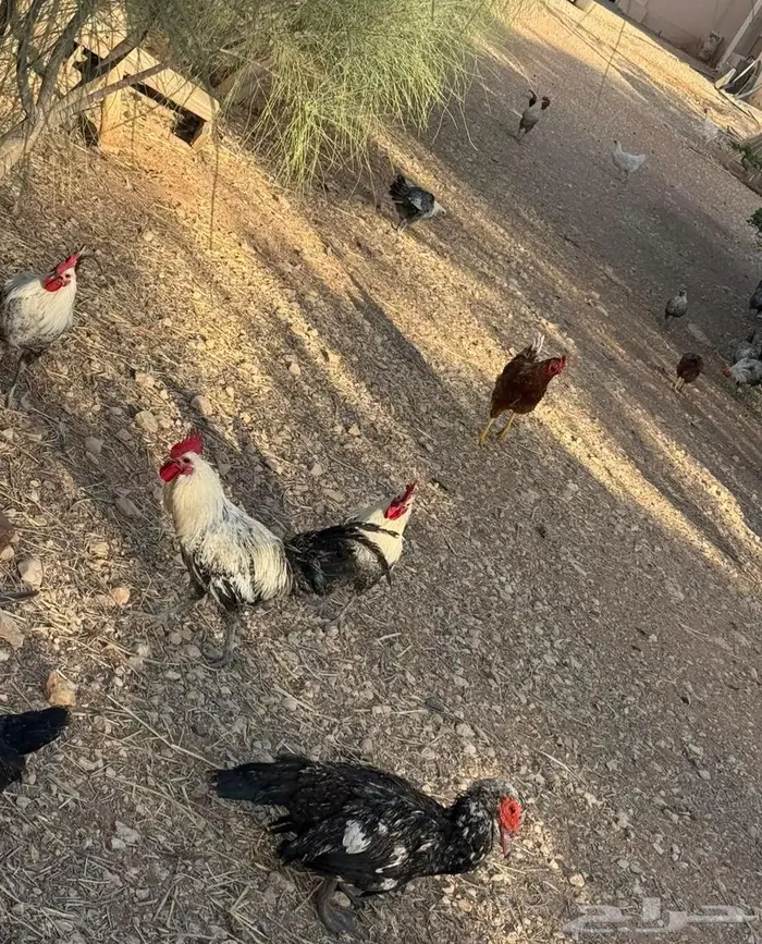 ديك فيومي جروم طيبة 5