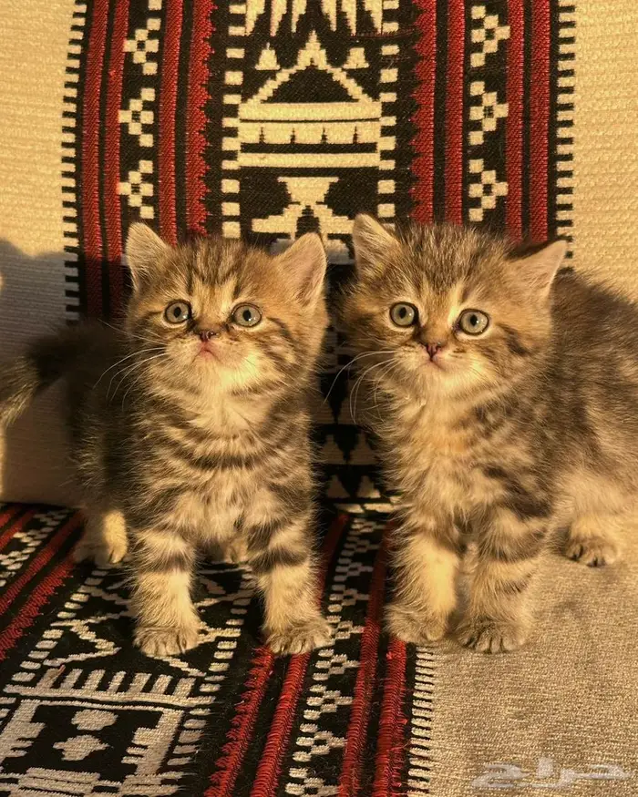 قطه انثى و ذكر سكوتش ستريت للبيع 0