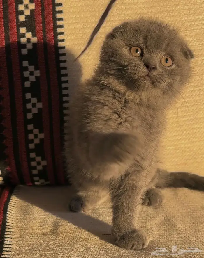 قط سكوتش فولد بلو للبيع 0