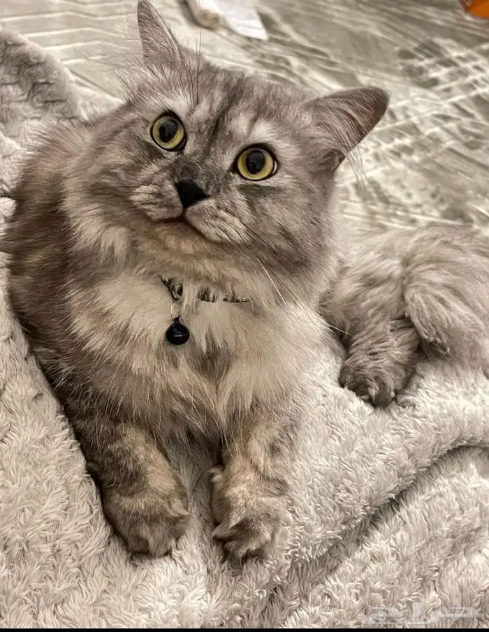 قط شيرازي لتبني جميع ملحقاته مطعم جميع التطعيمات 0