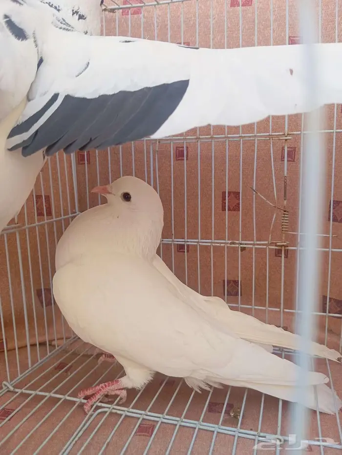 حمام قطيفي 0