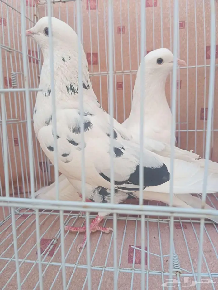 حمام قطيفي 2