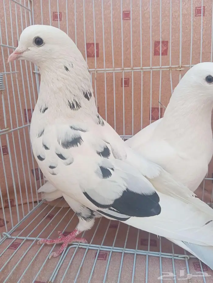 حمام قطيفي 1