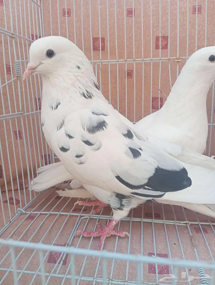 حمام قطيفي 3