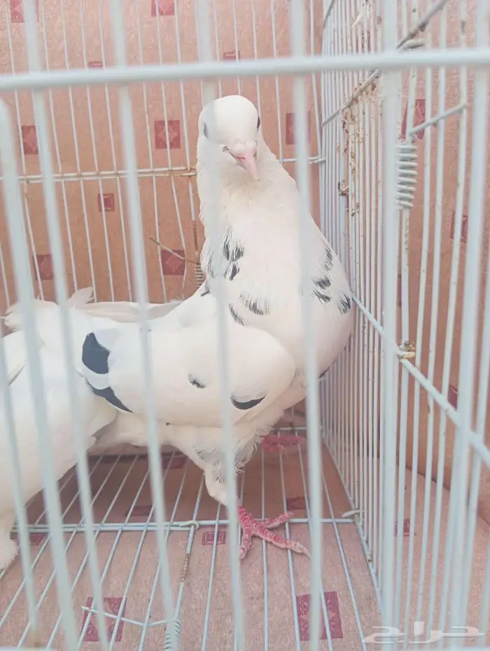 حمام قطيفي 4