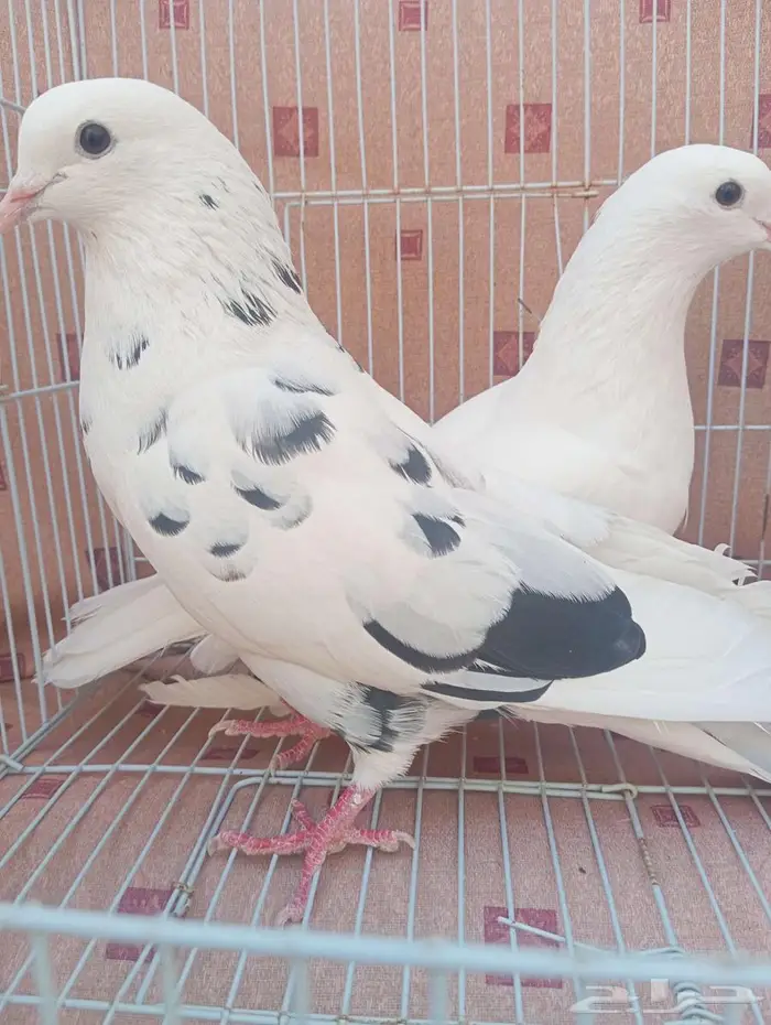 حمام قطيفي 5