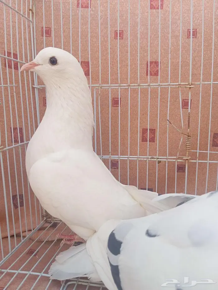 حمام قطيفي 6