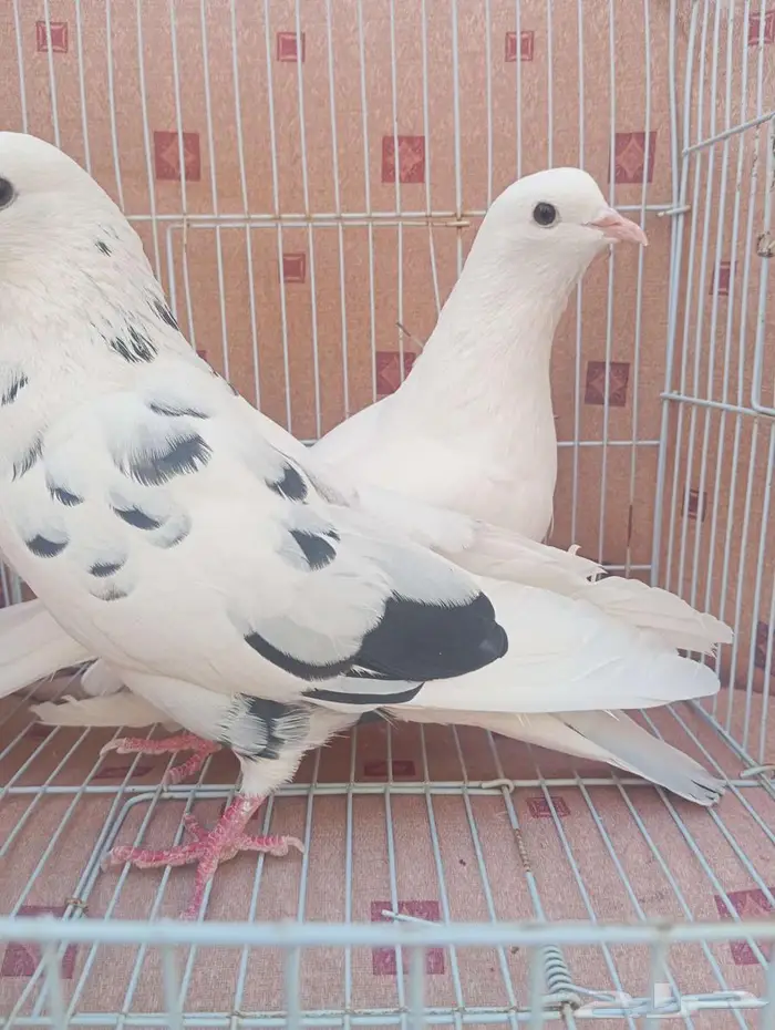 حمام قطيفي 7