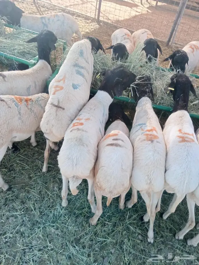 برابر نخب  وزن  وسعر يرضي الجميع 2