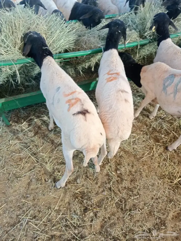 برابر نخب  وزن  وسعر يرضي الجميع 0