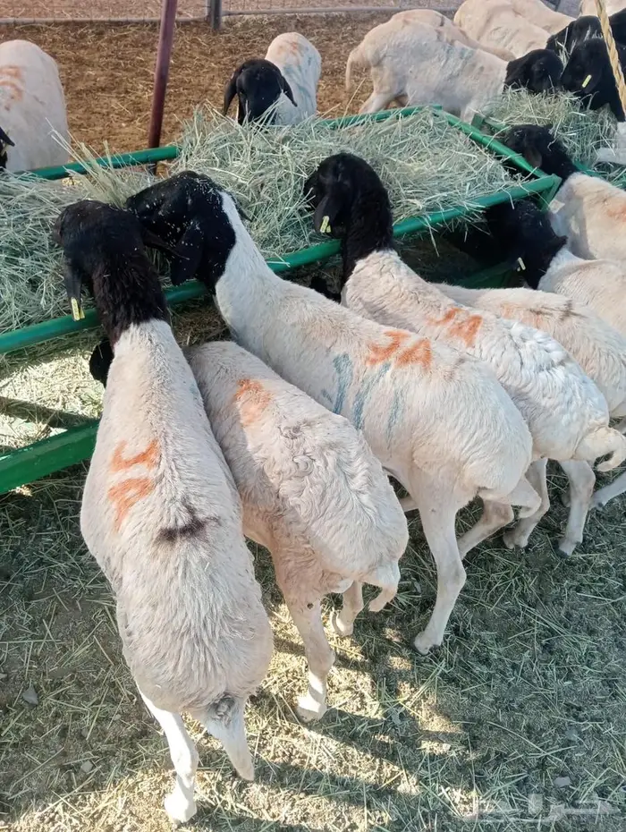 برابر نخب  وزن  وسعر يرضي الجميع 3