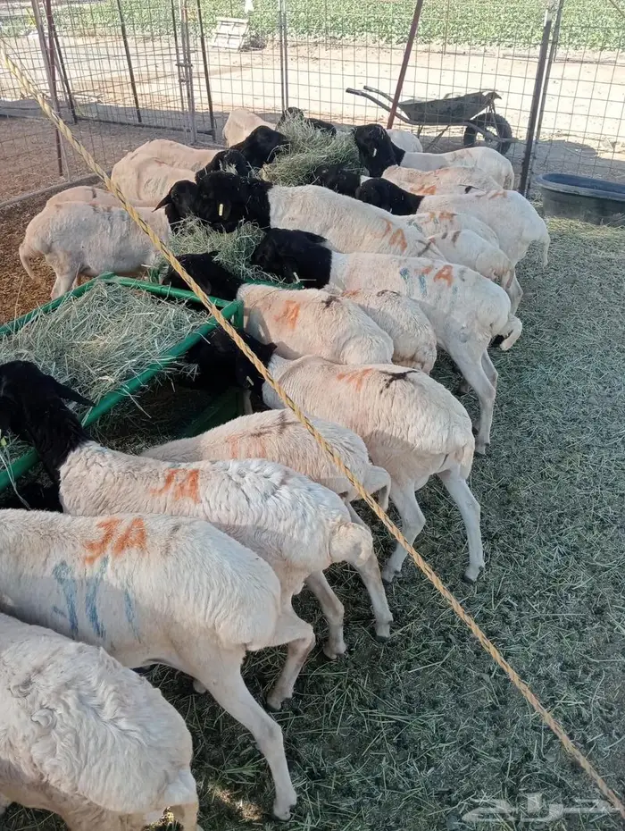 برابر نخب  وزن  وسعر يرضي الجميع 5