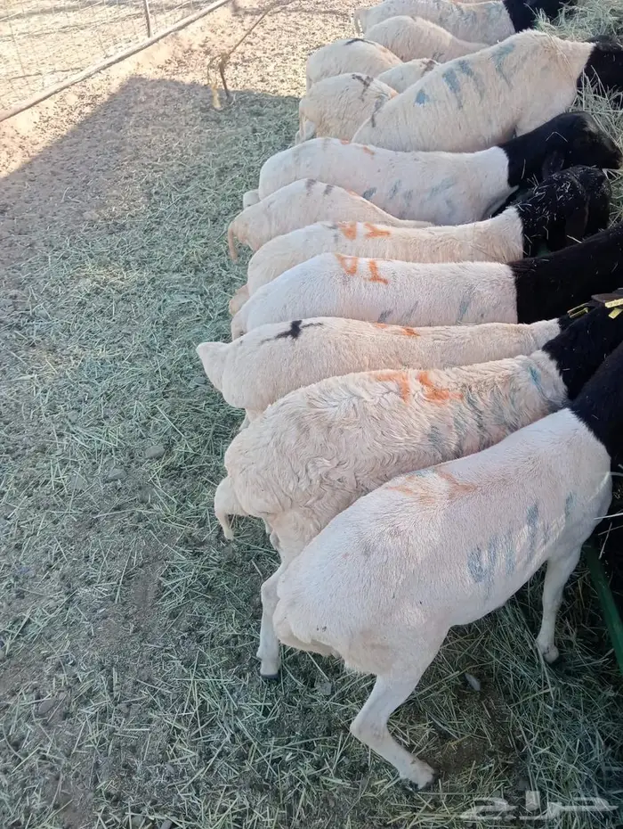 برابر نخب  وزن  وسعر يرضي الجميع 9