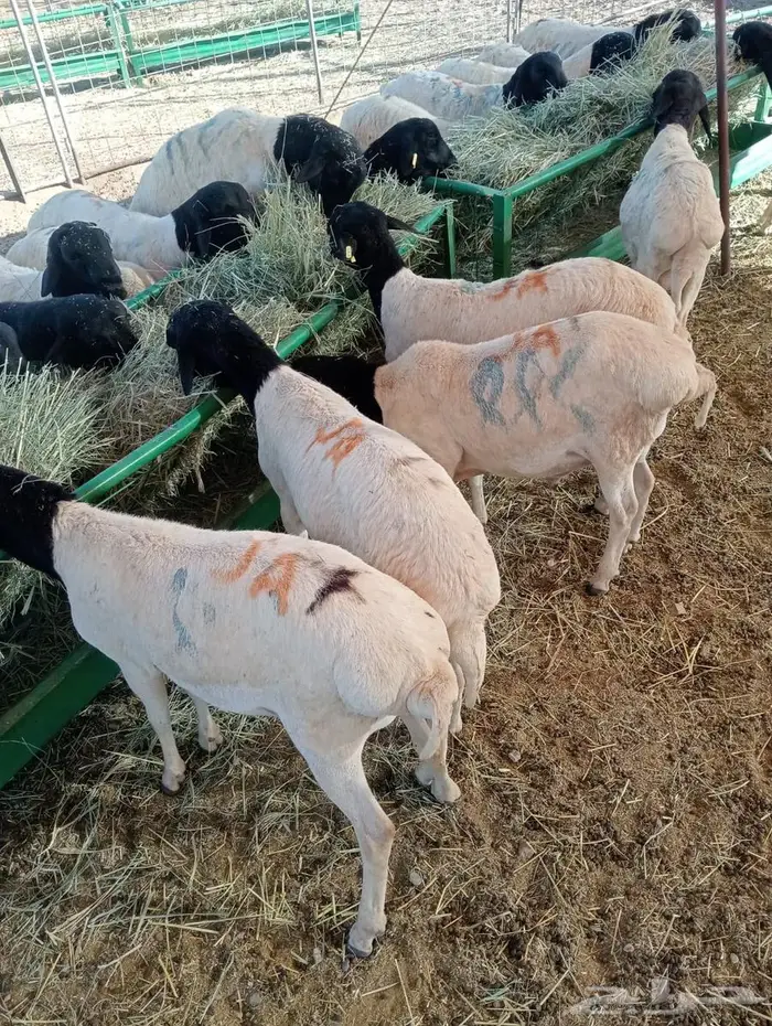 برابر نخب  وزن  وسعر يرضي الجميع 7