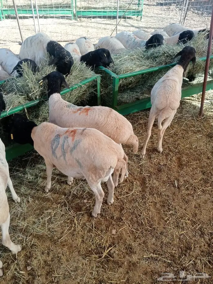 برابر نخب  وزن  وسعر يرضي الجميع 8