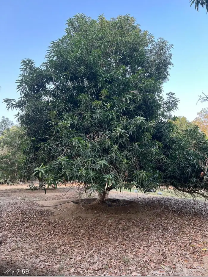 مزرعة واستراحة للبيع من المالك مباشرة جازان بيش 14