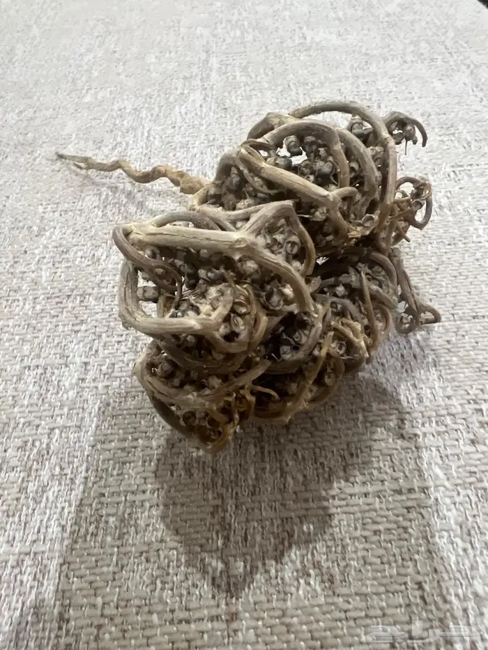 عشبة كف مريم 0