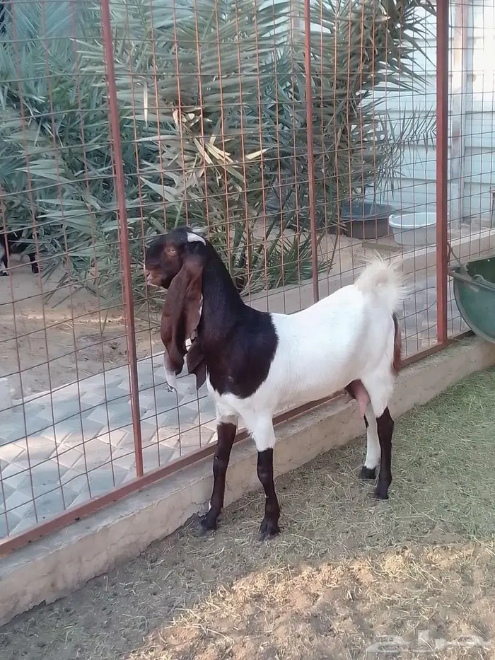 الاحساء الجفر 0