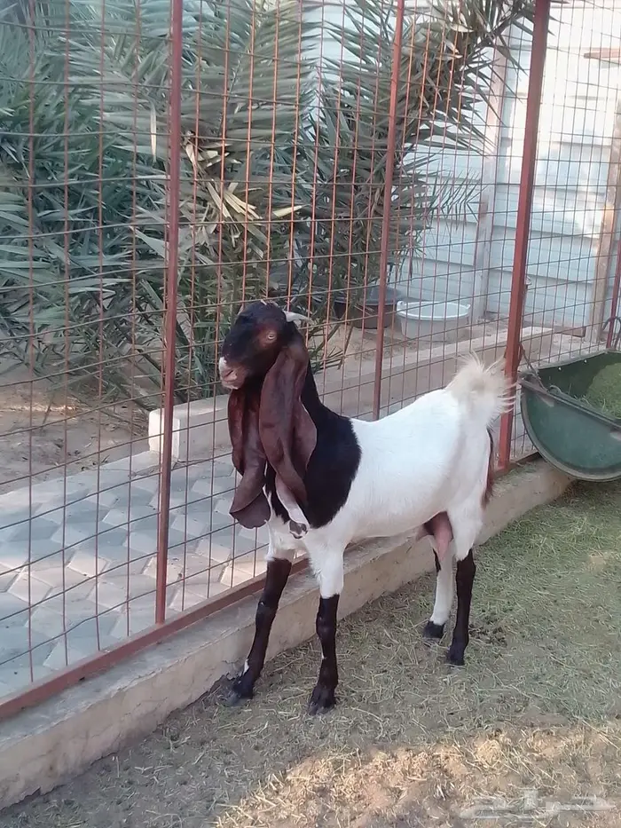 الاحساء الجفر 1