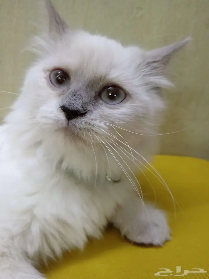 قطط للبيع 7
