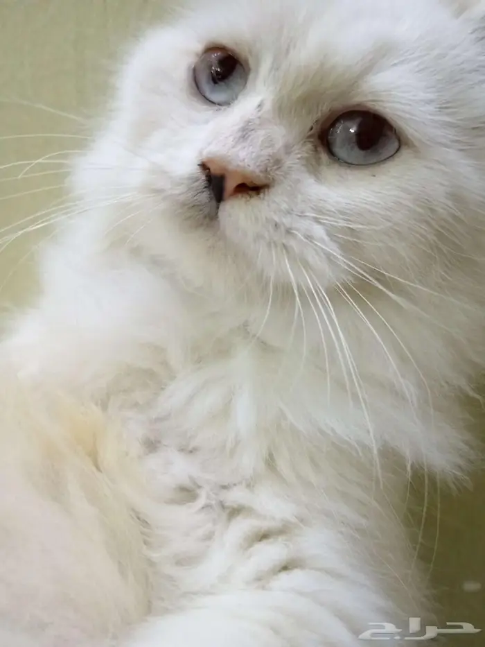 قطط للبيع 5