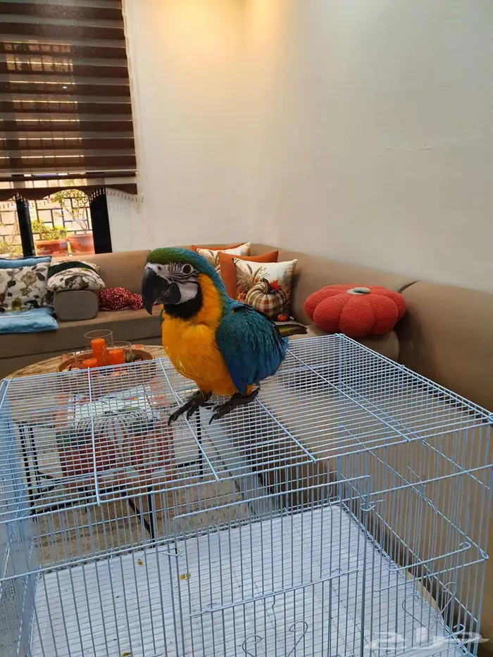 فرخ مكاو حجل ذهبي راس الطير 3