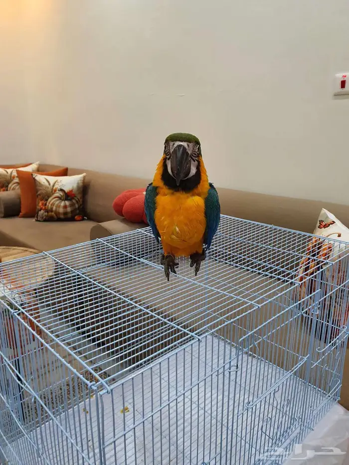 فرخ مكاو حجل ذهبي راس الطير 2