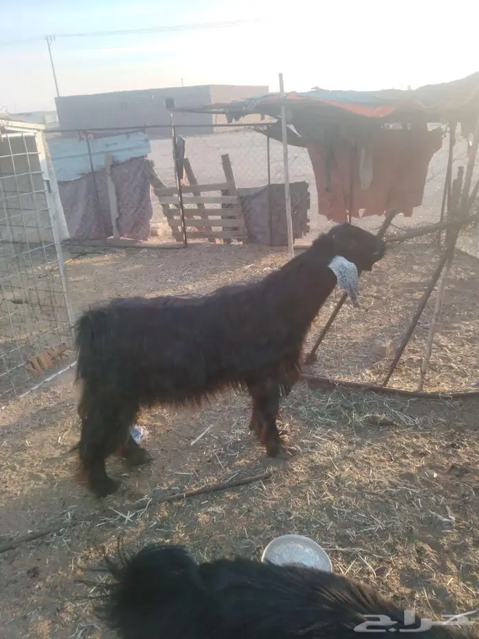 حائل النحيتية 0