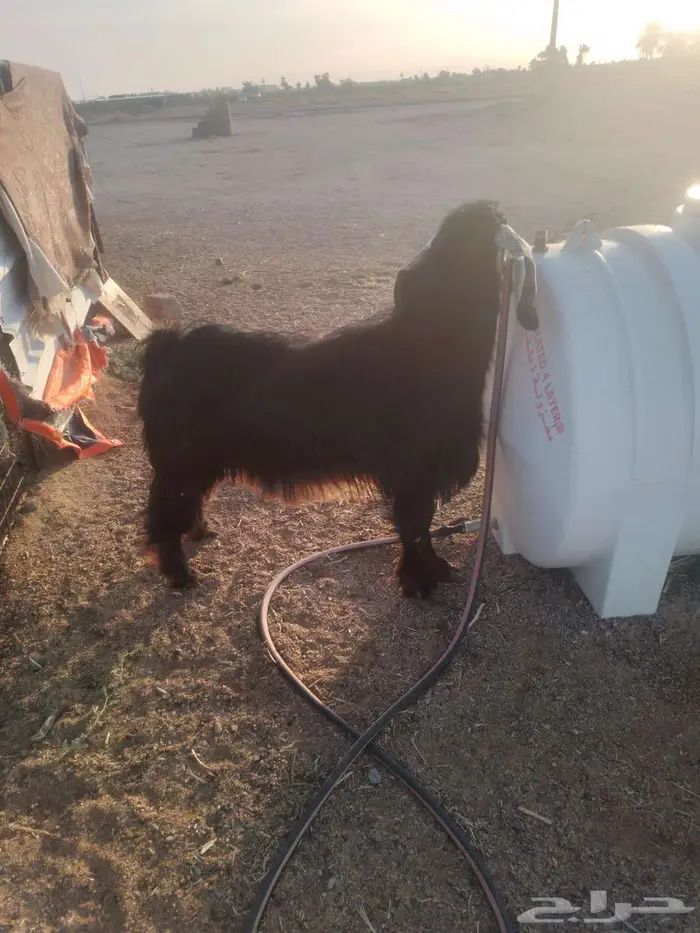 حائل النحيتية 1